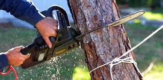 Best Tree Health Inspection  in Prescott, WI